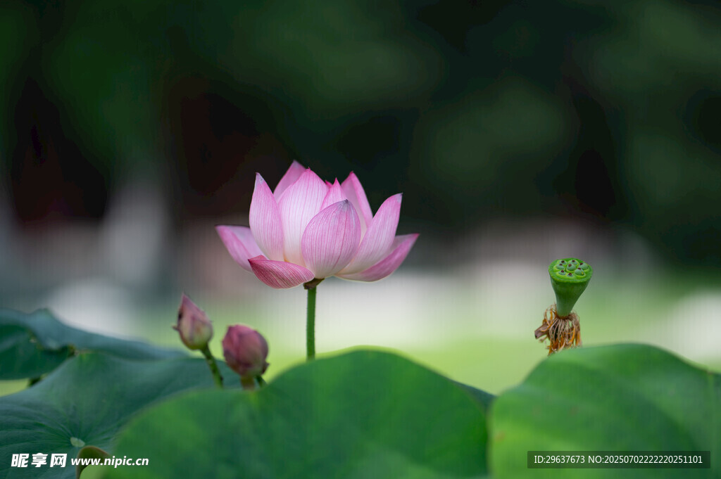 娇艳荷花绽放绿叶间