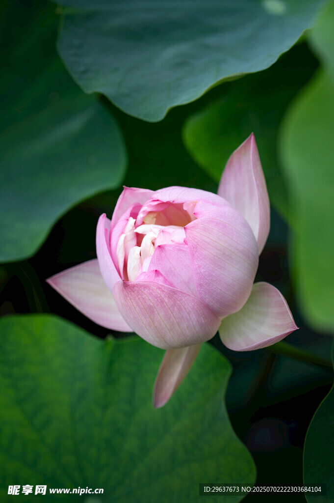 绽放的粉色荷花