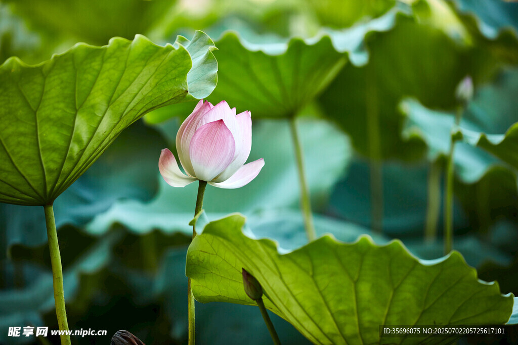 深圳洪湖公园荷花