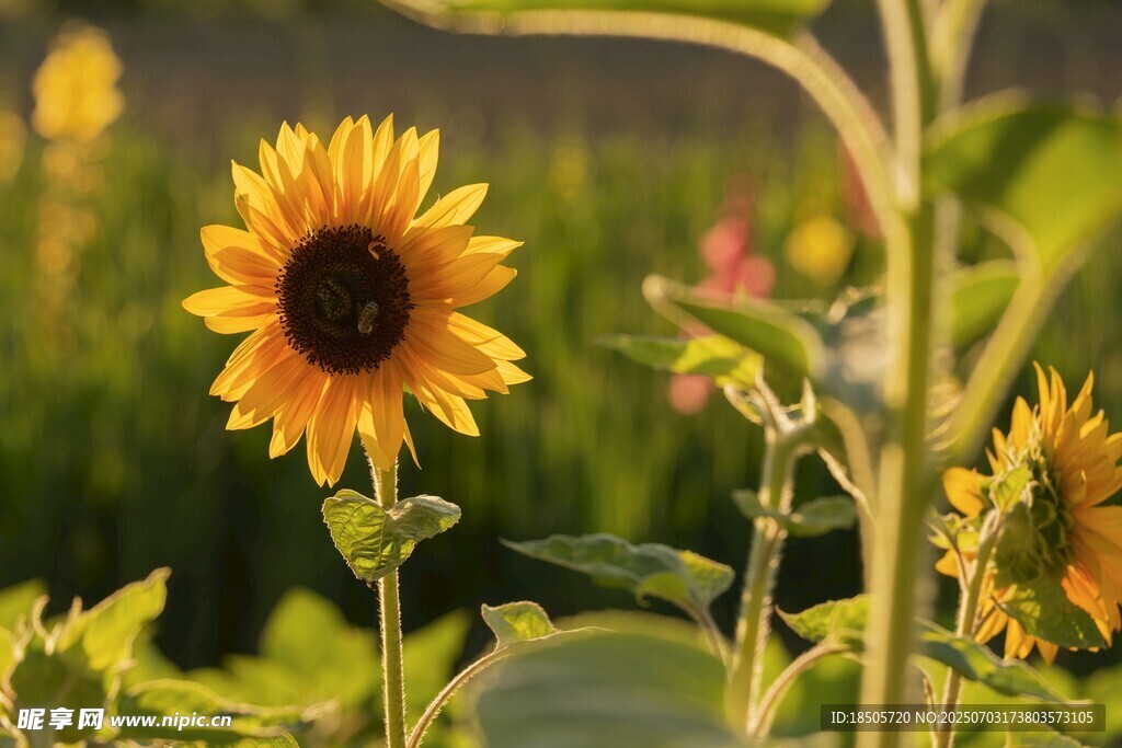 阳光下的灿烂向日葵