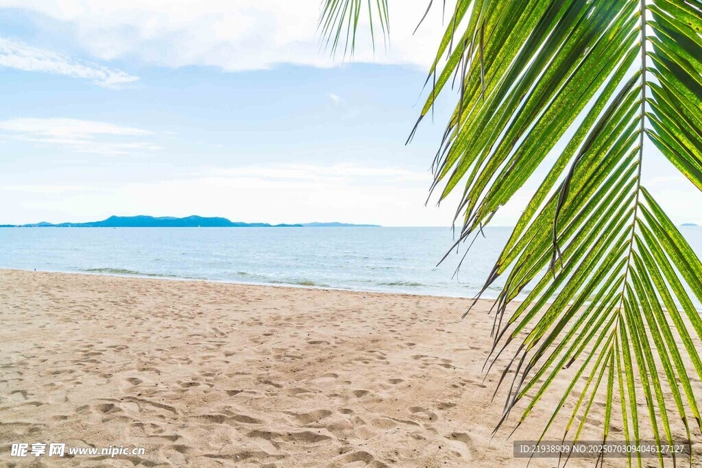 沙滩海景与翠绿棕榈叶