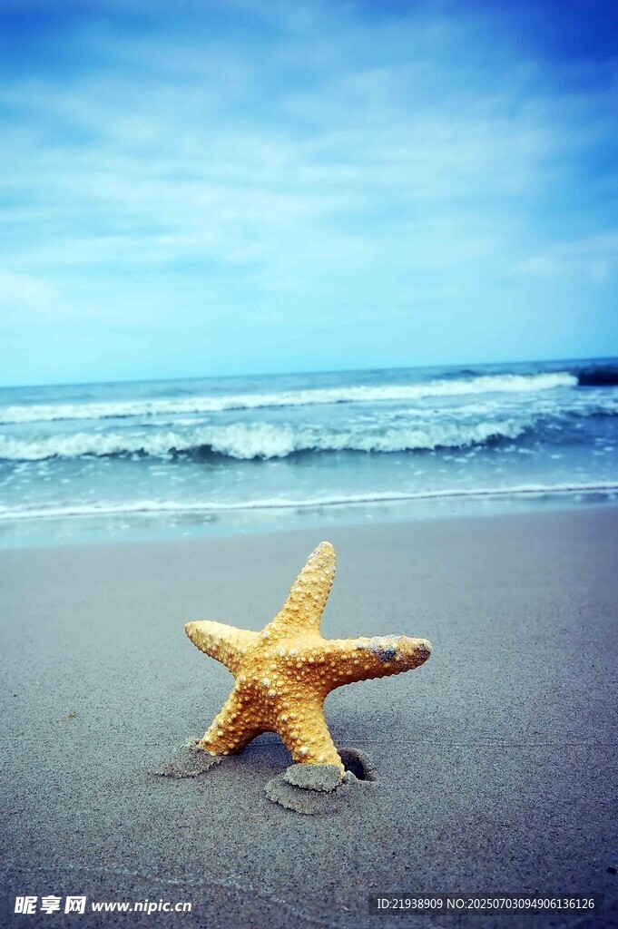 沙滩上的海星