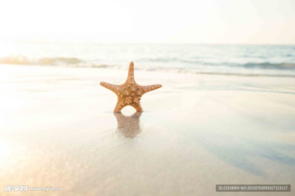 沙滩上的海星