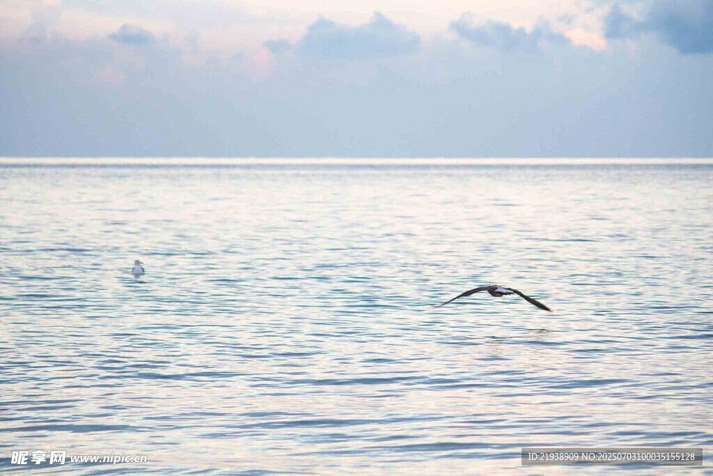 海面上飞翔的孤独飞鸟