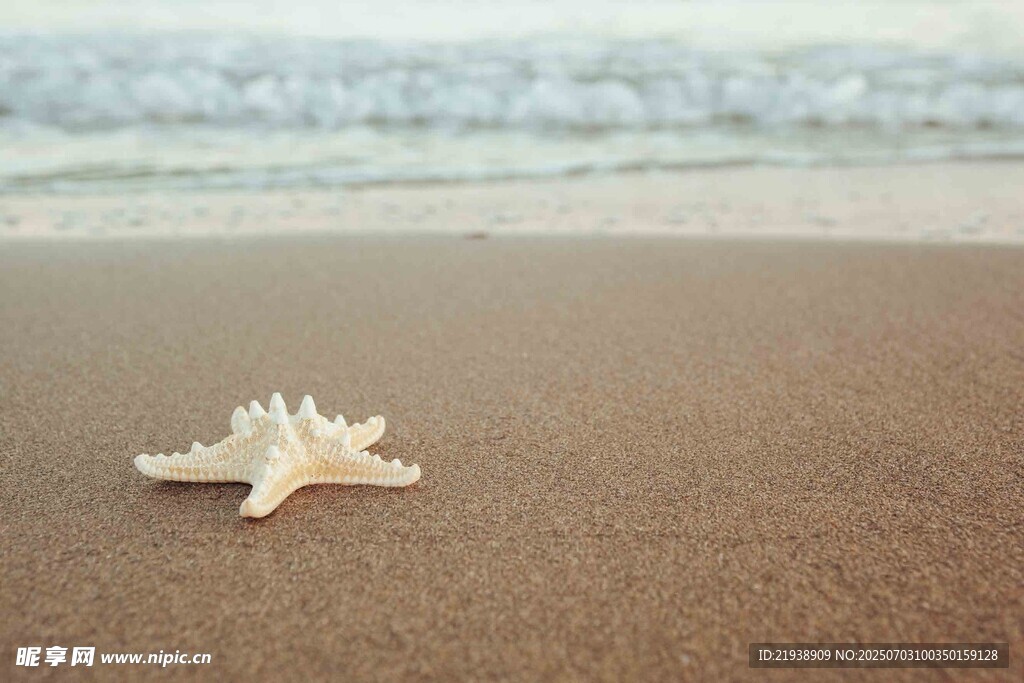 沙滩上的孤独海星