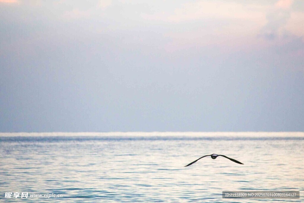 海天一色间飞鸟翱翔