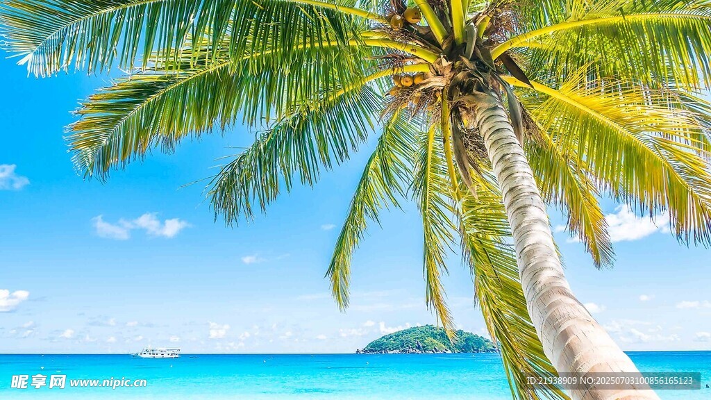热带海边的倾斜棕榈树