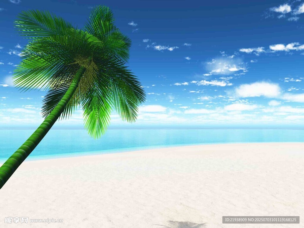 热带海滩上的倾斜棕榈树