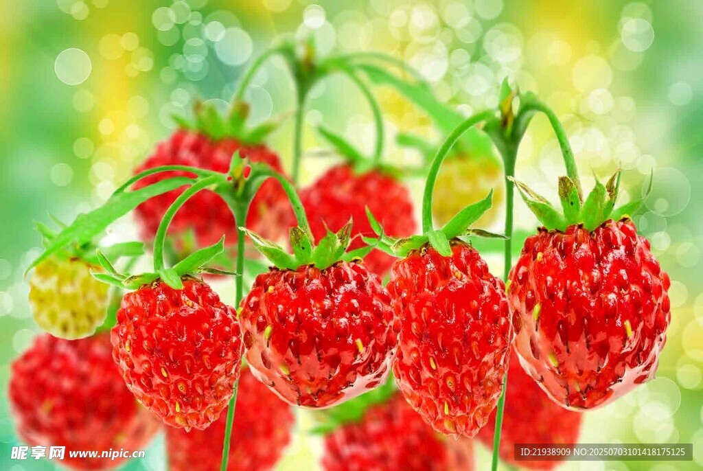 鲜艳诱人的成熟树莓