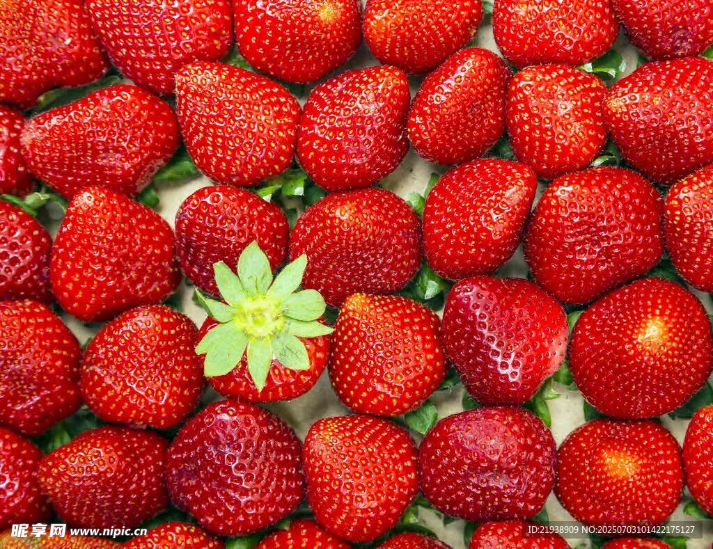 一颗独秀的鲜红草莓