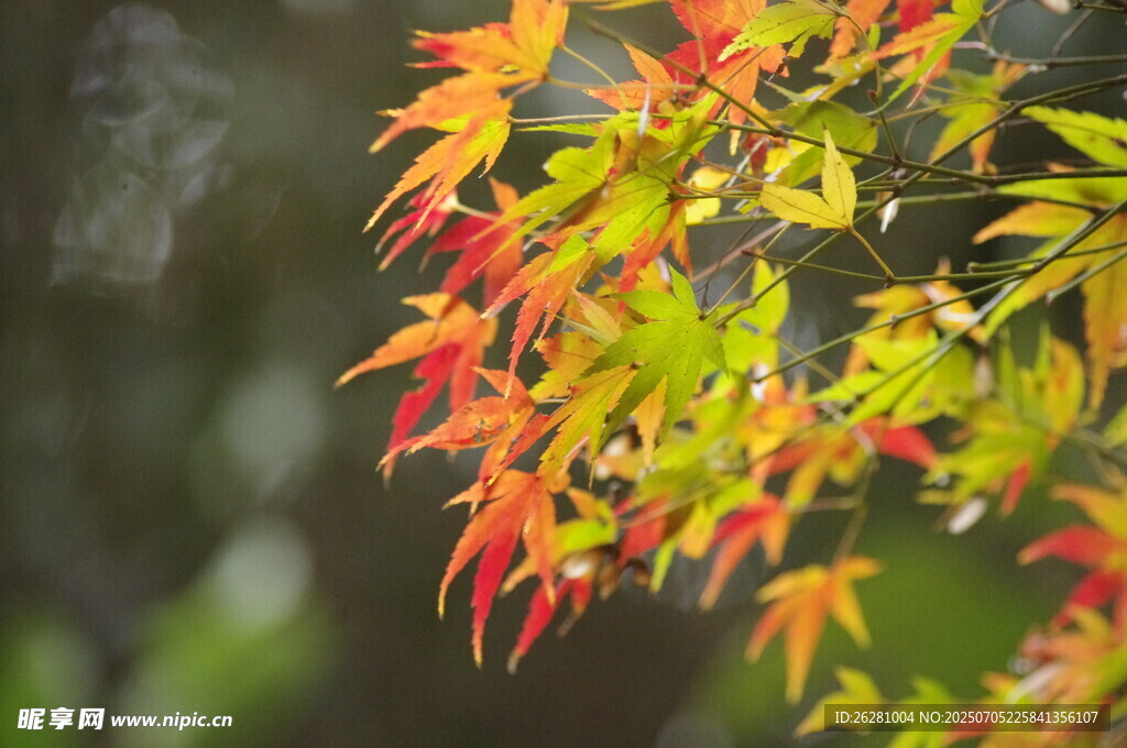 秋日红枫叶特写