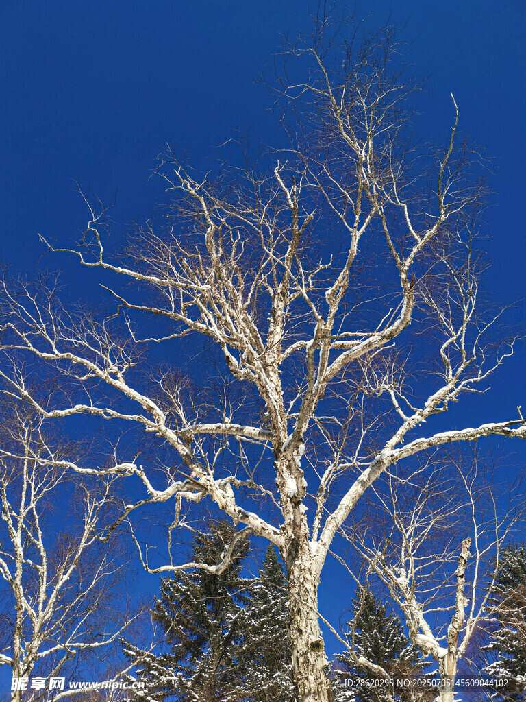 冬日枯树蓝天景象