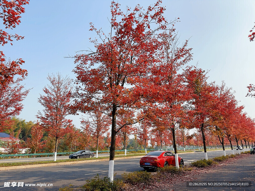 秋日红枫道路上的红色汽车