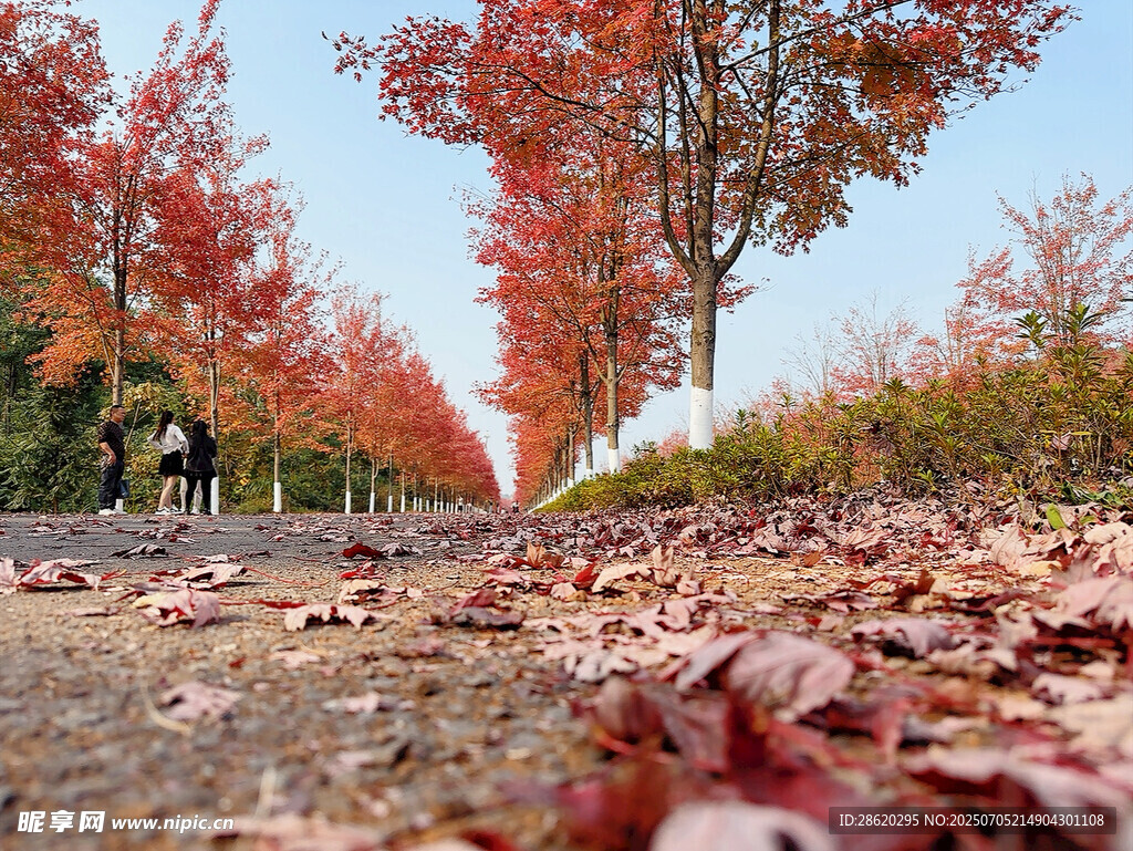 秋日红叶铺就浪漫小路