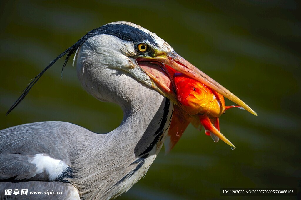 灰鹭衔鱼瞬间