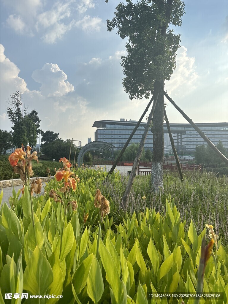 户外绿植景观中的挺拔树木