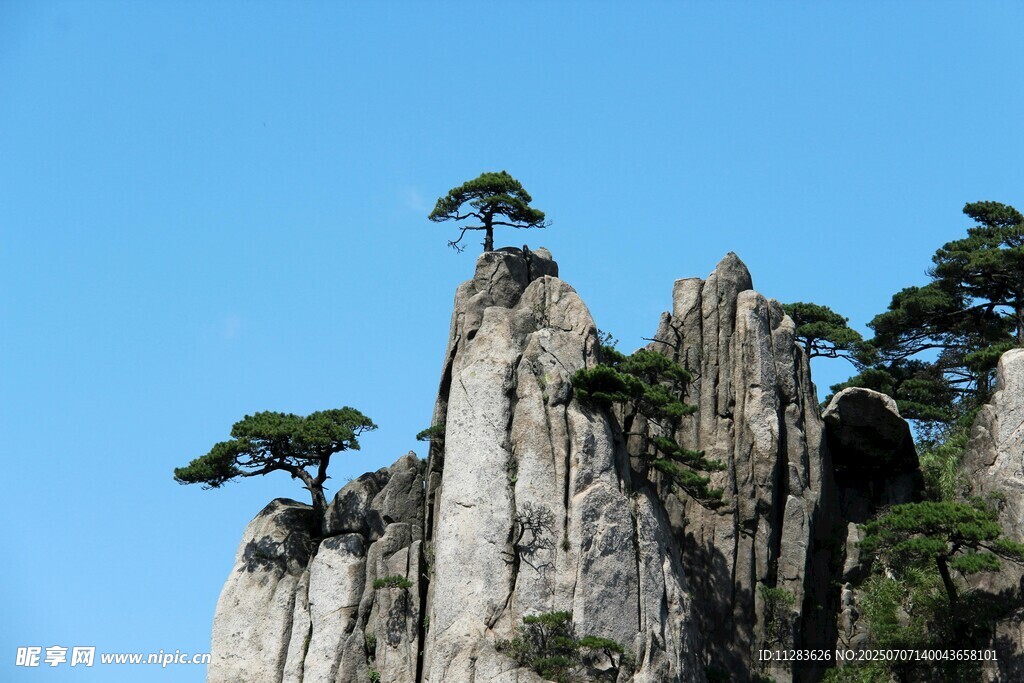 黄山奇峰上的孤松