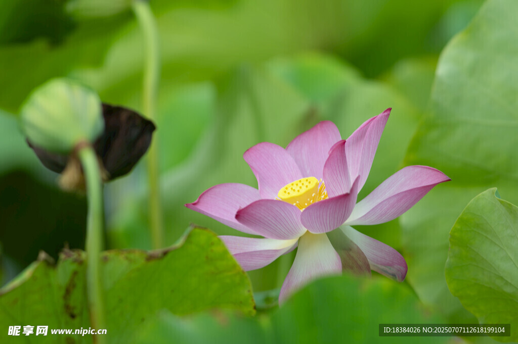 绽放的娇艳荷花