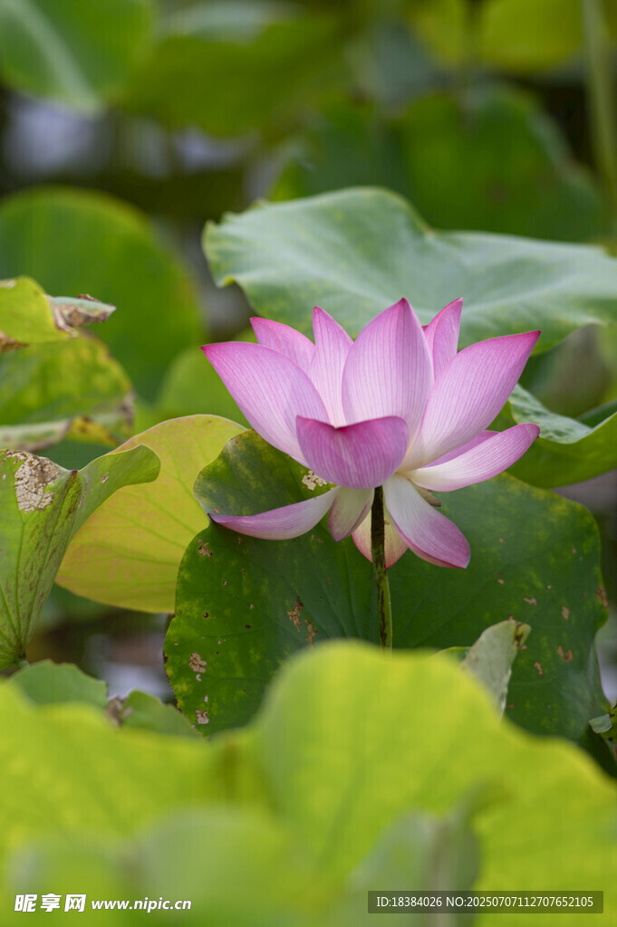 绽放的粉色荷花