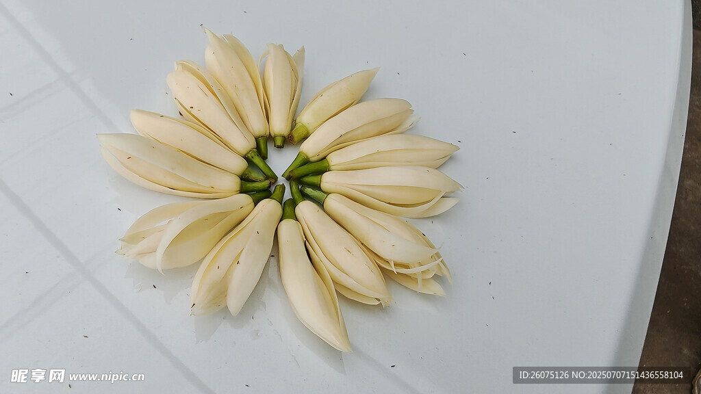 白玉兰花特写