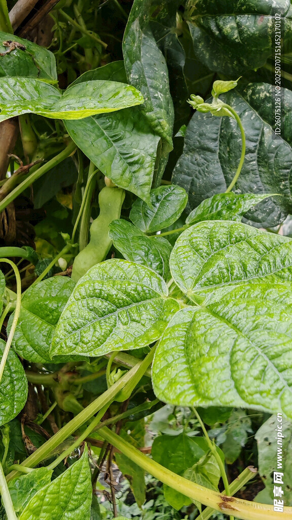 翠绿繁茂的绿植叶片