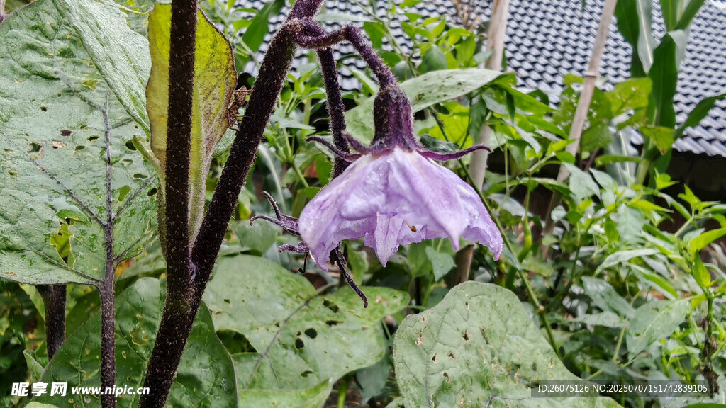 紫色悬垂茄子花花朵