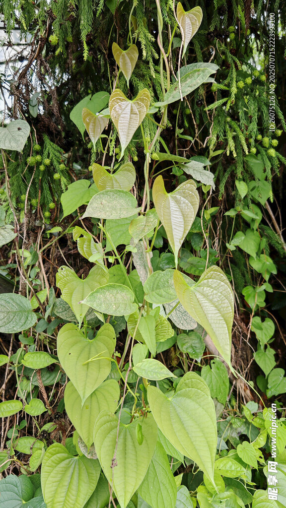 何首乌叶植物特写