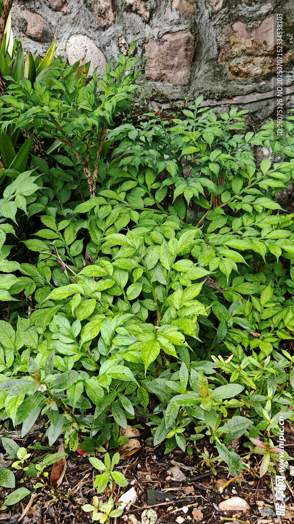 石边繁茂的绿色魔芋植株