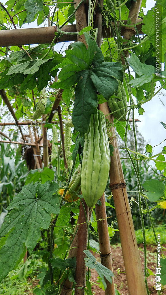 棚架上的翠苦瓜