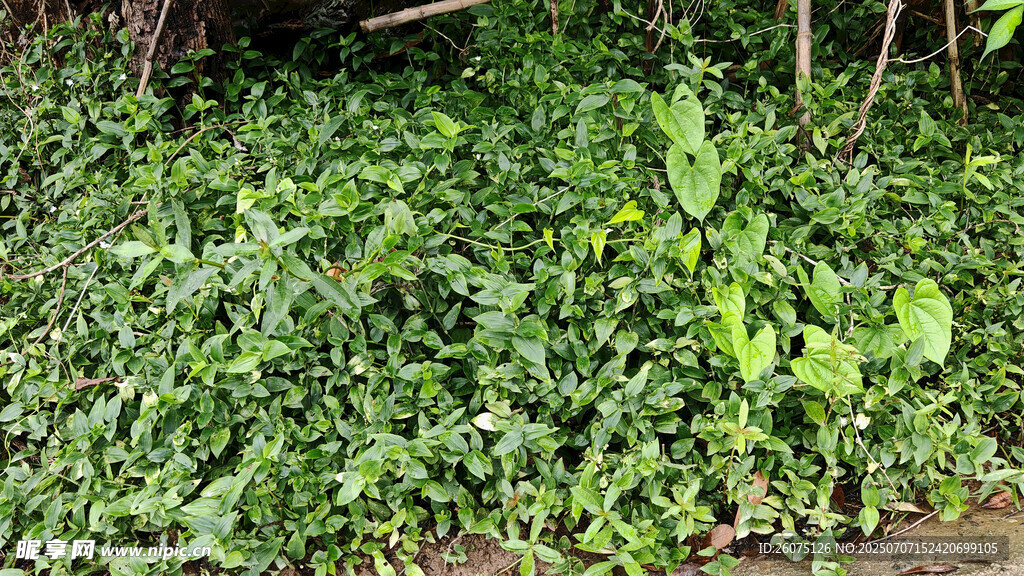 繁茂绿植景观