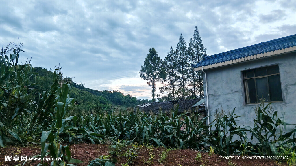 乡村小屋旁的农田景致