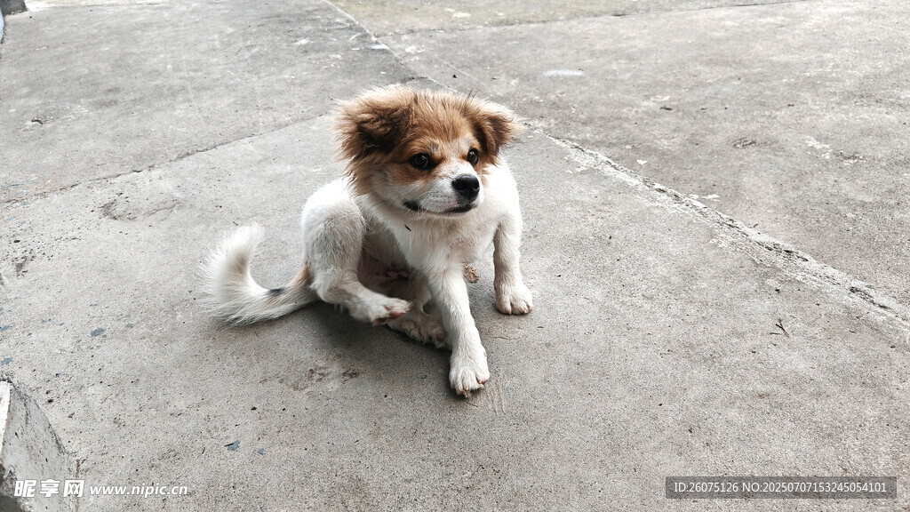 可爱小狗蹲坐地面