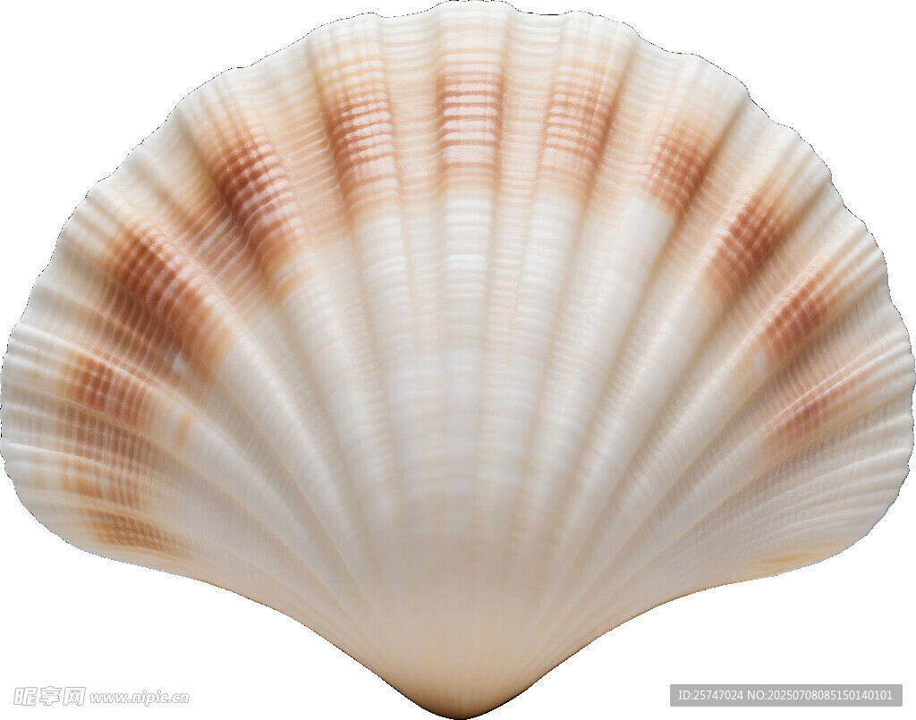 精美扇贝贝壳特写