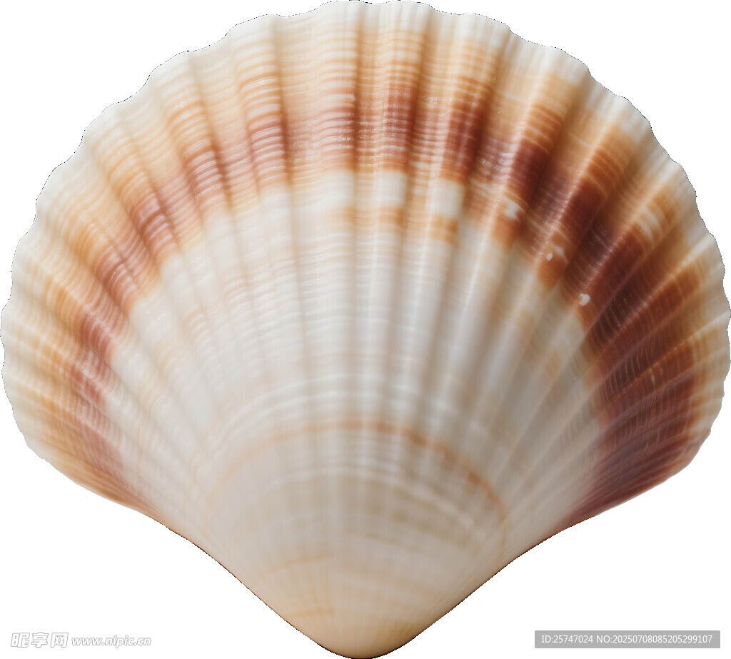 美丽扇贝贝壳特写