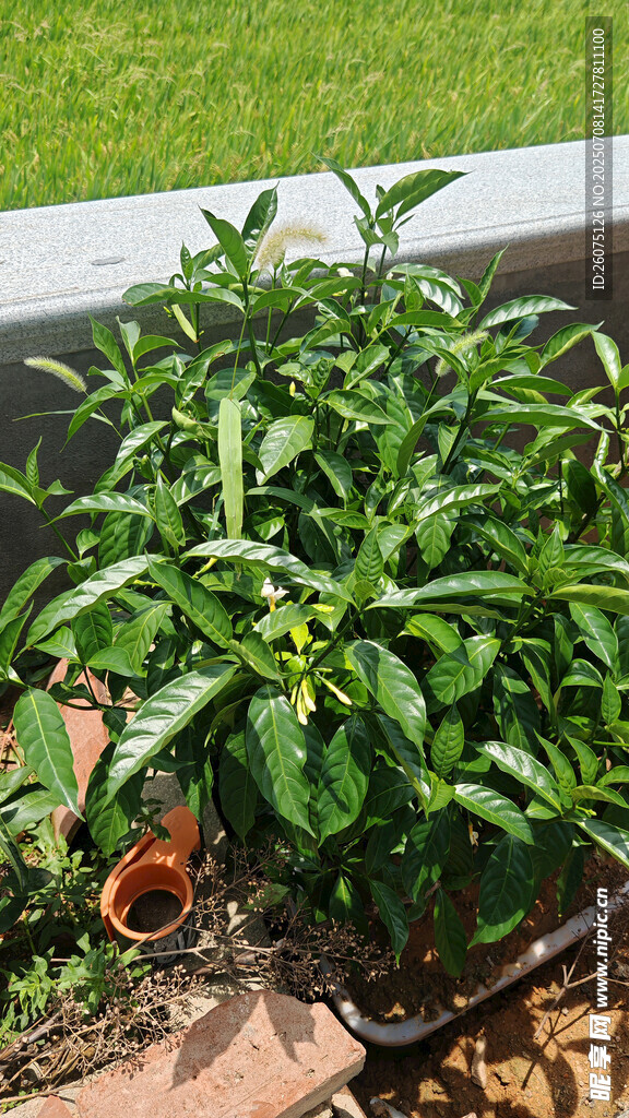 盆栽绿植生机勃勃
