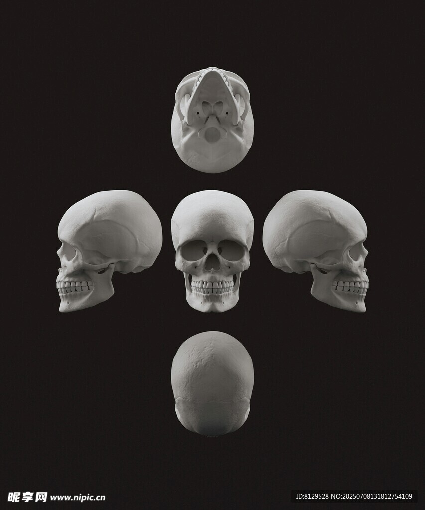 五个头骨造型展示