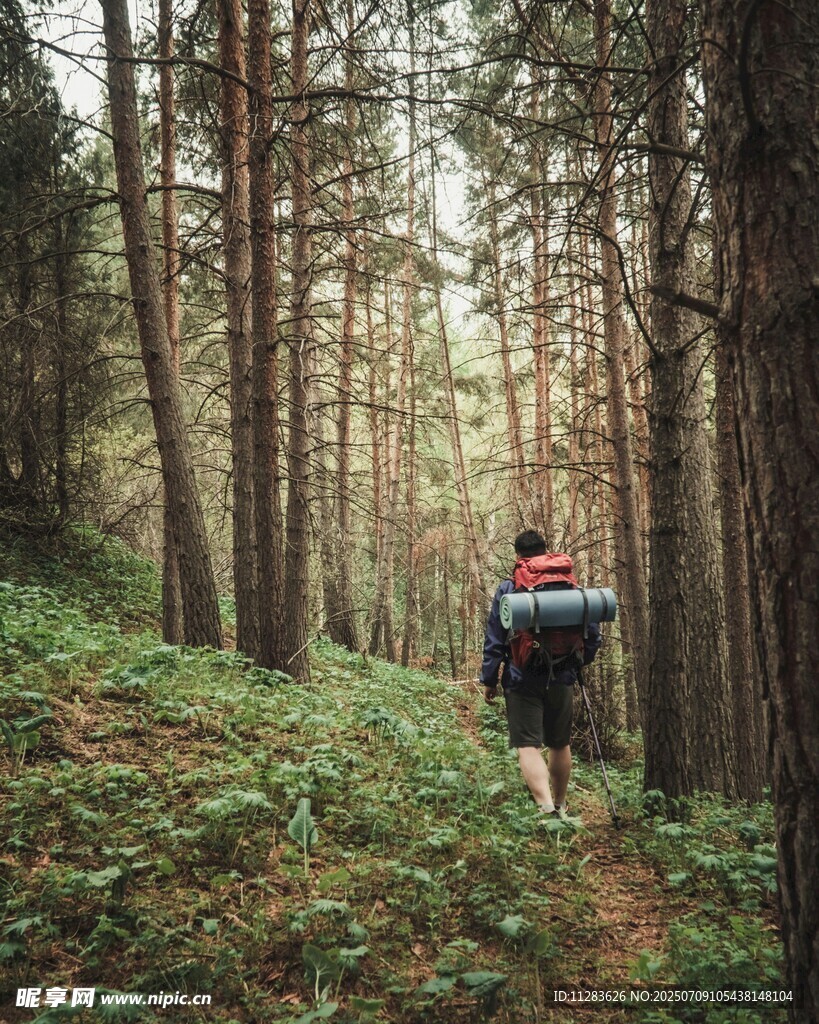 徒步者穿行于林间小道