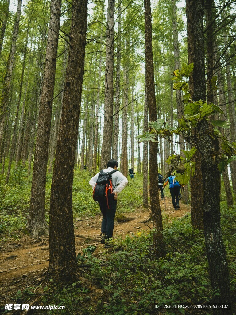 森林徒步者的自然之旅