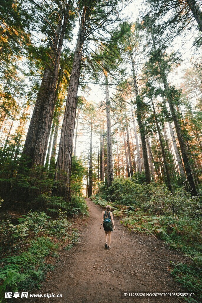林间漫步的一人一狗