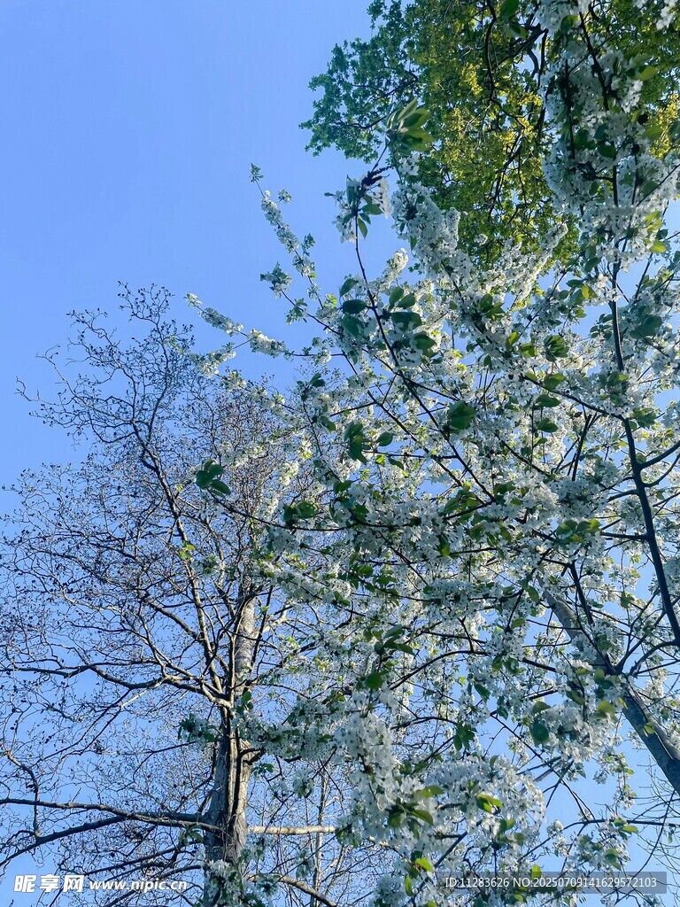 蓝天绿树间的清新景致