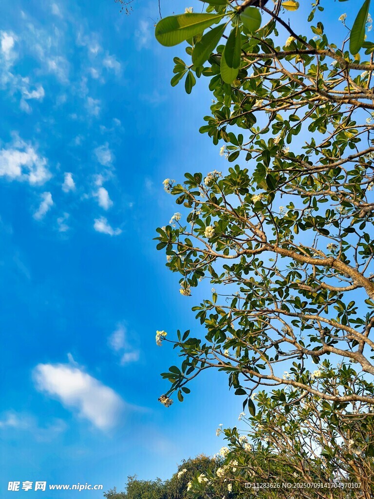 蓝天绿树间的清新景致