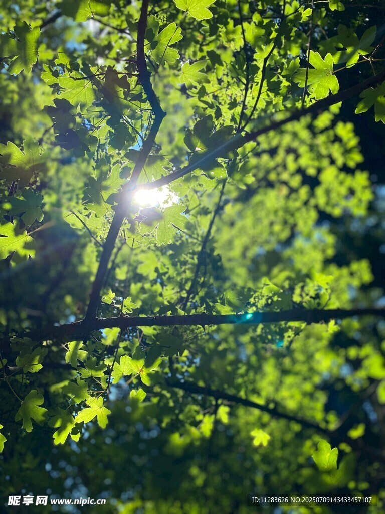 阳光穿透绿叶的清新景象