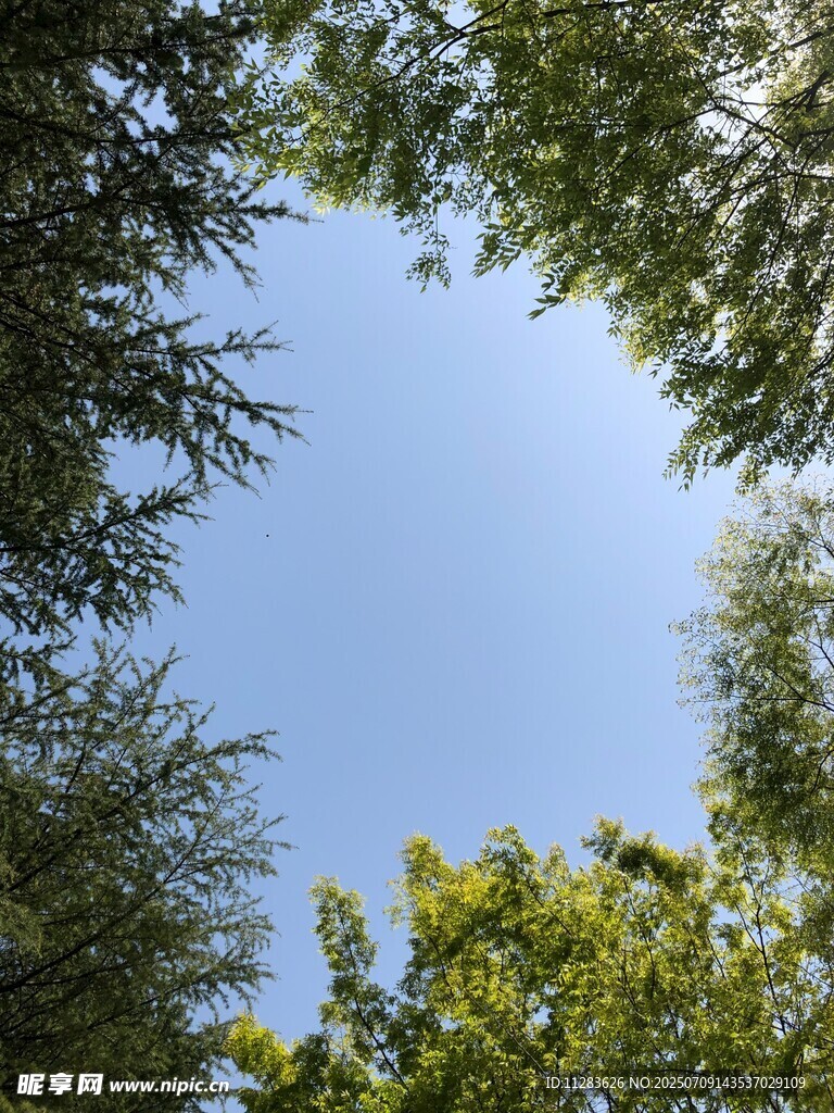 仰望绿树蓝天
