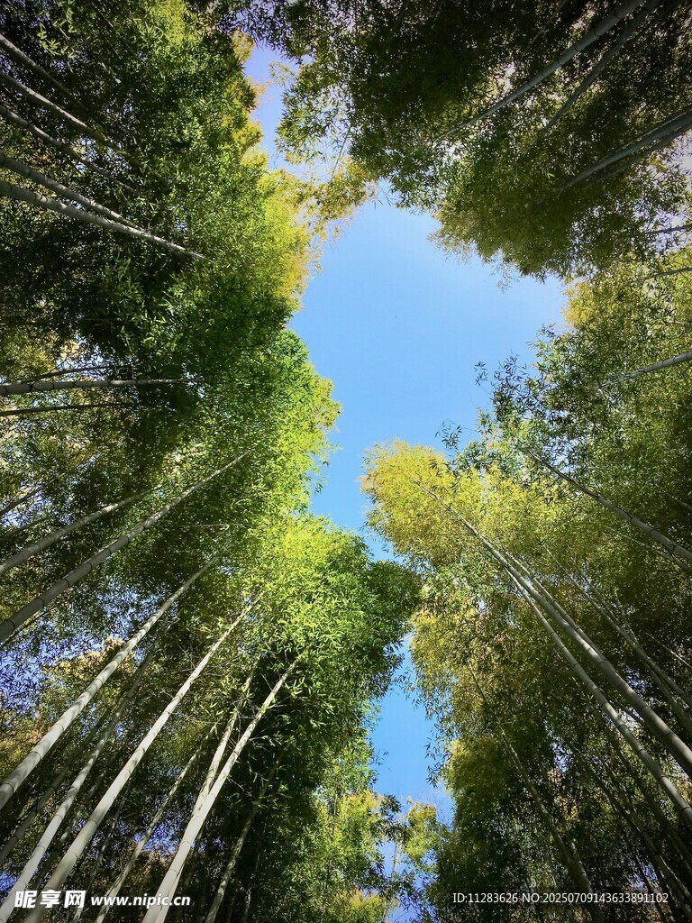 仰望葱郁竹林蓝天美景