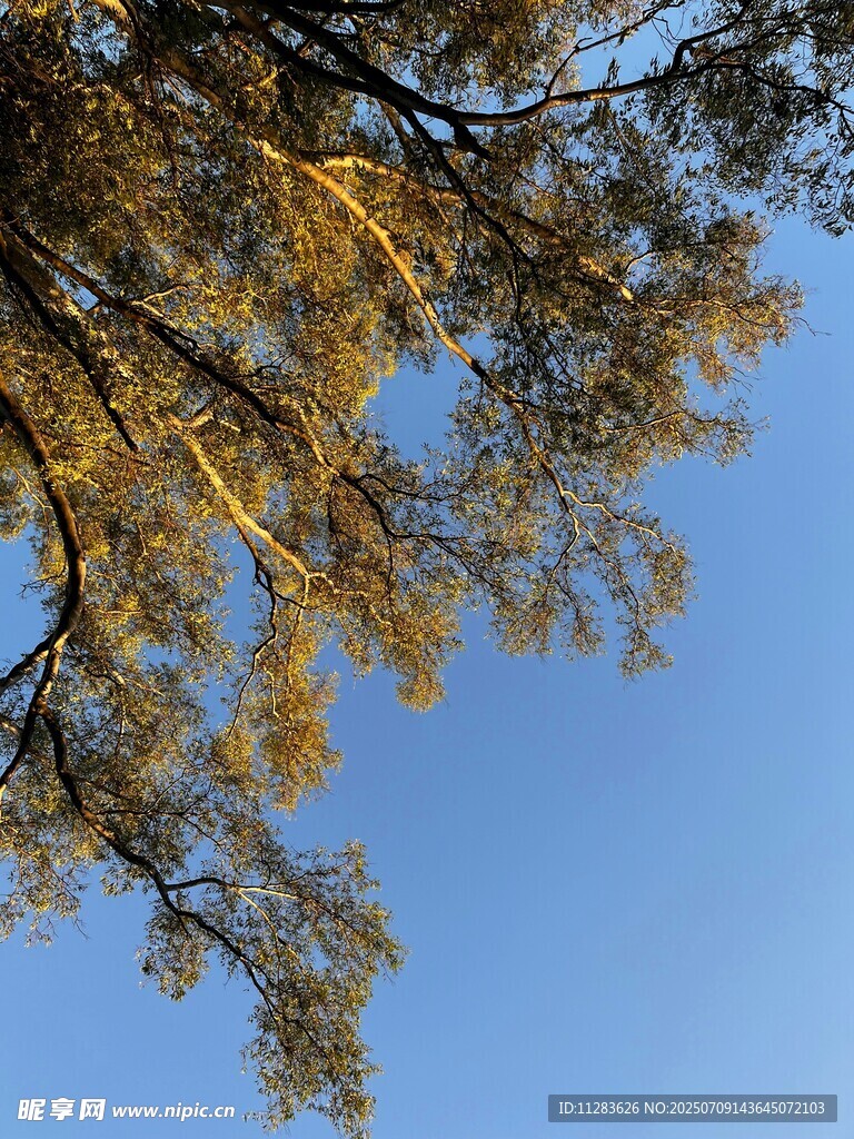 仰观蓝天树枝金黄叶片