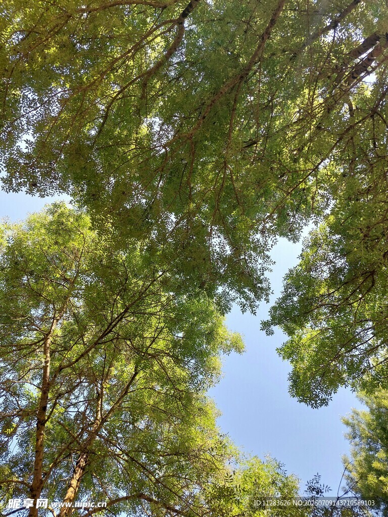 仰视葱郁树林蓝天美景