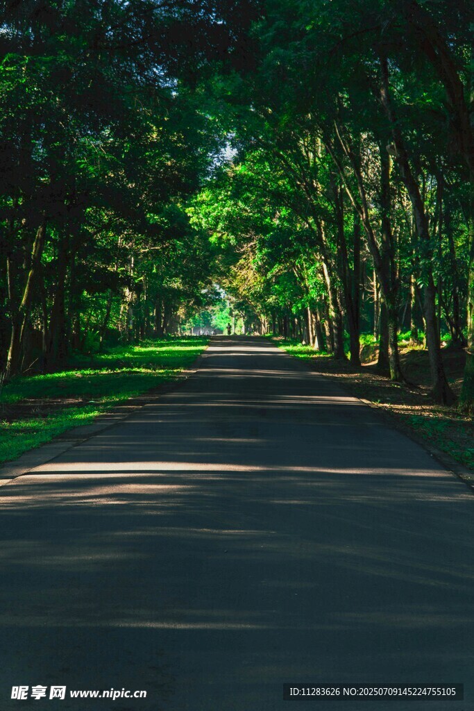 林间静谧小路