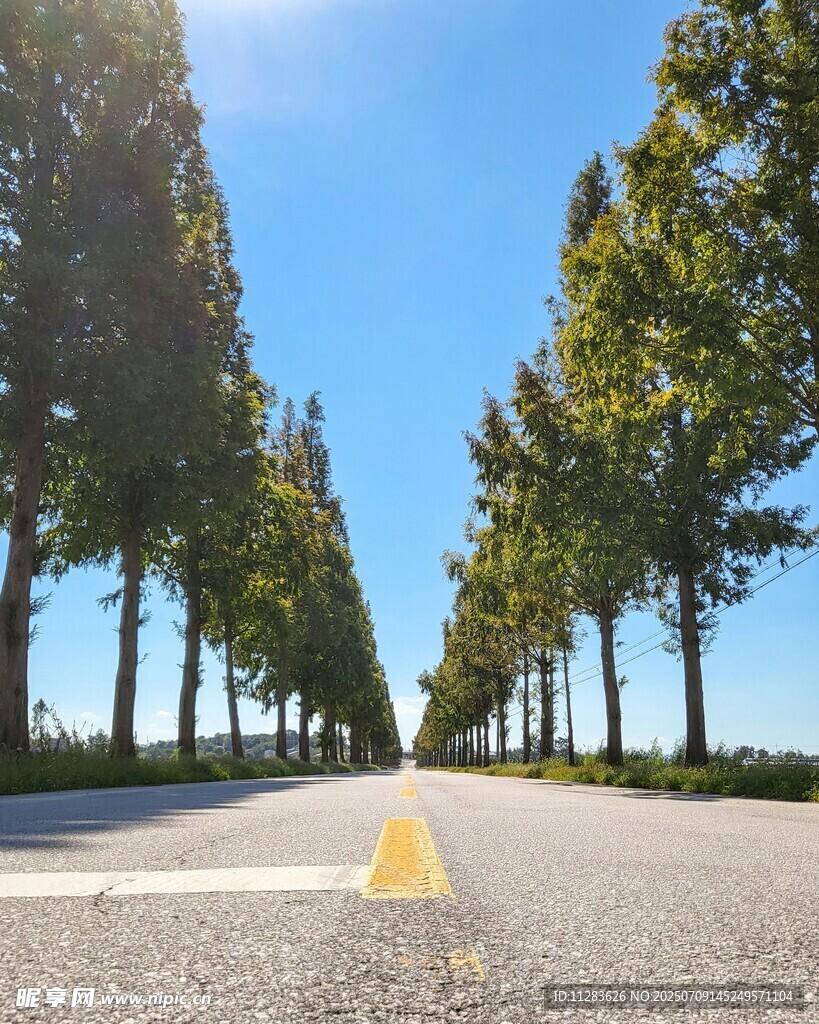 林荫大道