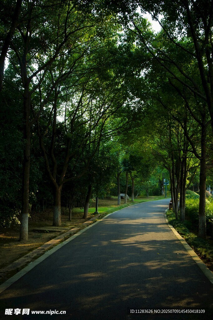 林间静谧小路