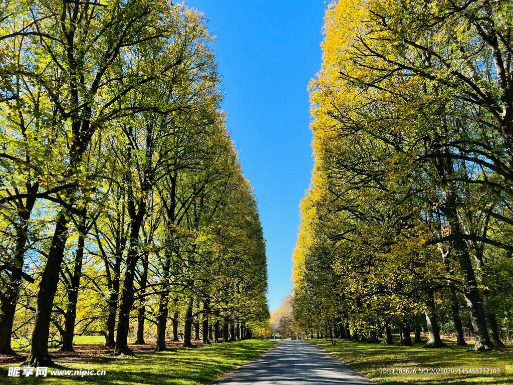 林荫大道